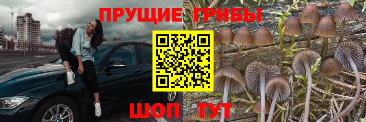 Коркино  Псилоцибиновые грибы Psilocybine cubensis  Вход с VPN 